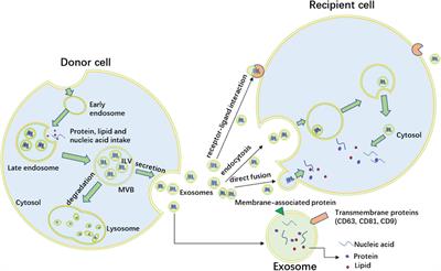 Exosomes and Obesity-Related Insulin Resistance